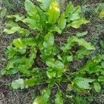 Rumex patientia Hoja