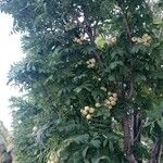 Sorbus aucupariaഫലം