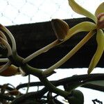 Vanilla africana Blüte