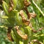 Pedicularis comosa Фрукт