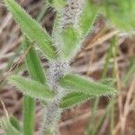 Echium angustifolium ᱥᱟᱠᱟᱢ