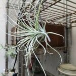 Tillandsia pohliana 葉