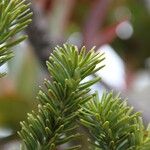 Podocarpus gnidioides Листок