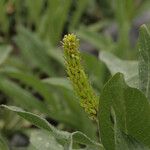 Salix commutata Hàbitat