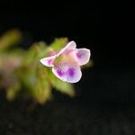 Limnophila sessiliflora Habitus