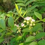 Rubus coreanus অভ্যাস