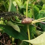 Dioscorea bulbifera Ліст