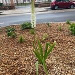 Eremurus himalaicus Habit