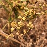 Rumex pulcher Fruto