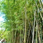 Phyllostachys aurea Hábitos