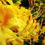 Rhododendron calendulaceum Blüte