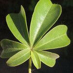 Ceiba pentandra 葉