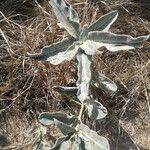 Asclepias eriocarpa Alkat (teljes növény)