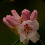 Rhododendron × geraldii Flower