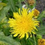 Sonchus congestus Blüte