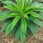 Echium strictum Характер