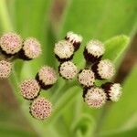 Psiadia anchusifolia Flor