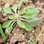 Erigeron floribundusFolla