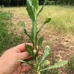 Helenium microcephalum Arall