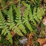 Dryopteris carthusiana Leaf