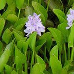 Pontederia crassipes Хабит