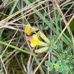 Lotus corniculatus Hábito