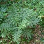 Cyathea arborea موطن