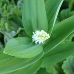 Maianthemum stellatum 葉