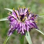 Tragopogon angustifolius 花