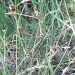 Carex panicea Плод