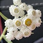 Anaphalis margaritacea Květ