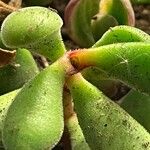 Crassula rogersii Hoja