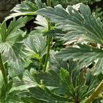 Aconitum variegatum Leaf