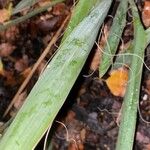 Yucca filamentosa List