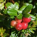 Vaccinium vitis-idaea 果實