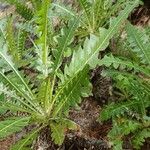 Sonchus canariensis Blatt