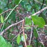 Polysphaeria multiflora Corteza