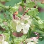 Teucrium scorodoniaফুল