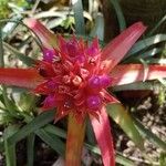 Aechmea recurvata Flor