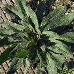 Echium asperrimum 葉