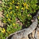 Salix serpillifolia Blad