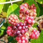 Rubus ulmifolius Fruit