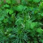 Cyclospermum leptophyllum Leaf