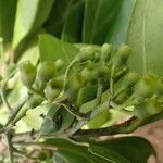 Morelia senegalensis Плод