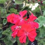 Pelargonium inquinans Floare