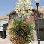 Yucca elata Floare