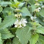 Lamium album Leht