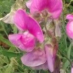 Lathyrus tuberosus പുഷ്പം