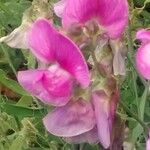 Lathyrus tuberosus Blomma