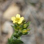 Linum strictum 花